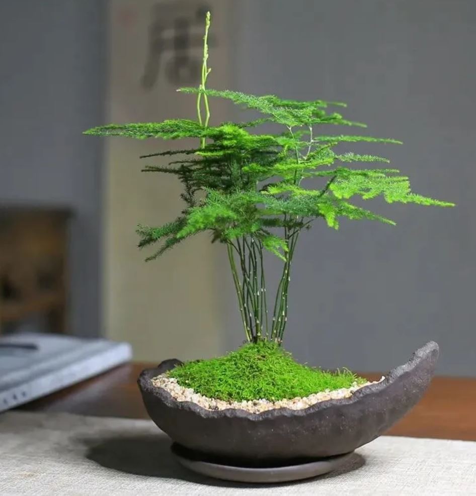 Cây Kim Thủy Tùng trồng thủy canh