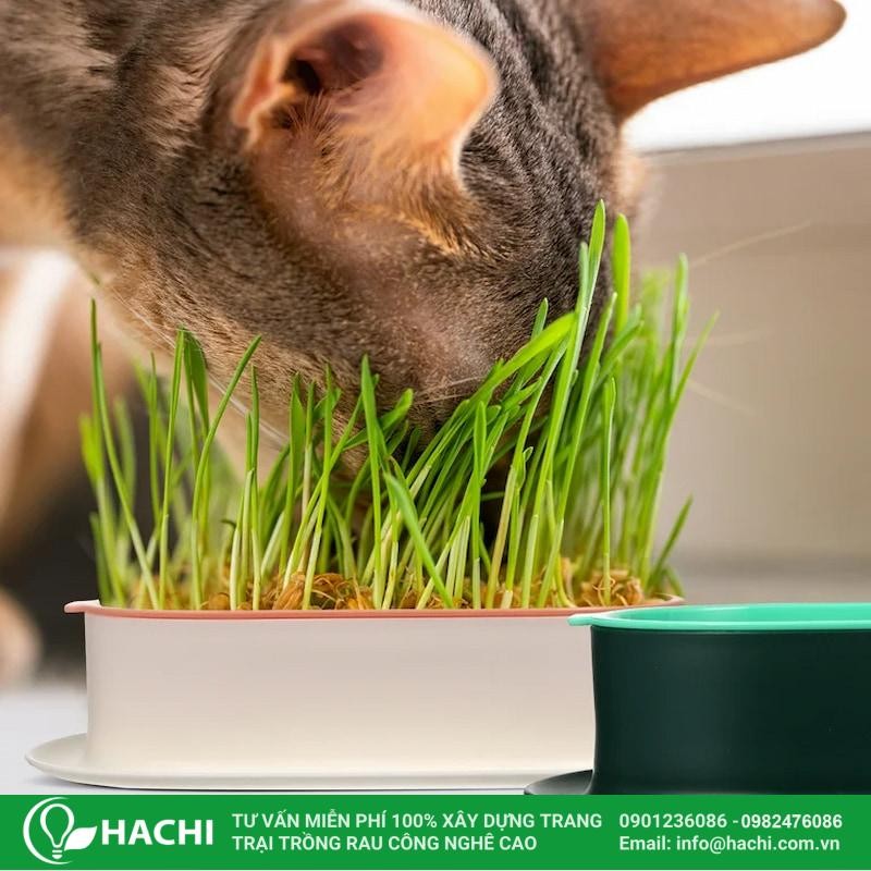 Minh họa lợi ích trồng cỏ lúa mì thủy canh tại nhà, đảm bảo vệ sinh