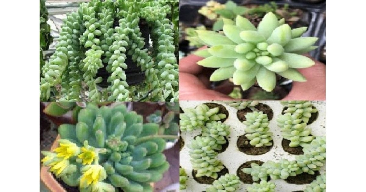 Sen đá chuỗi ngọc bi được treo trang trí trong nhà