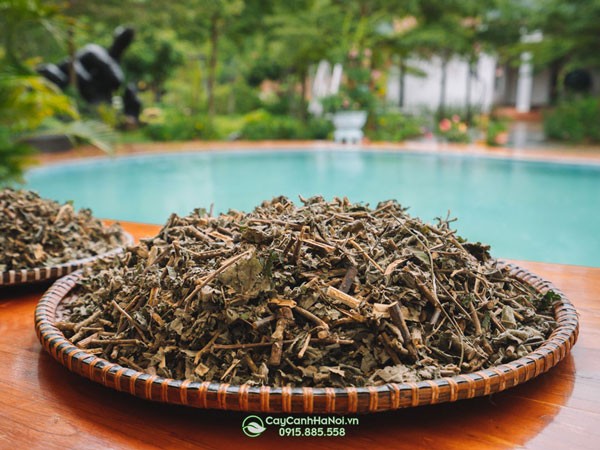 Công dụng của lá mắc mật trong y học cổ truyền