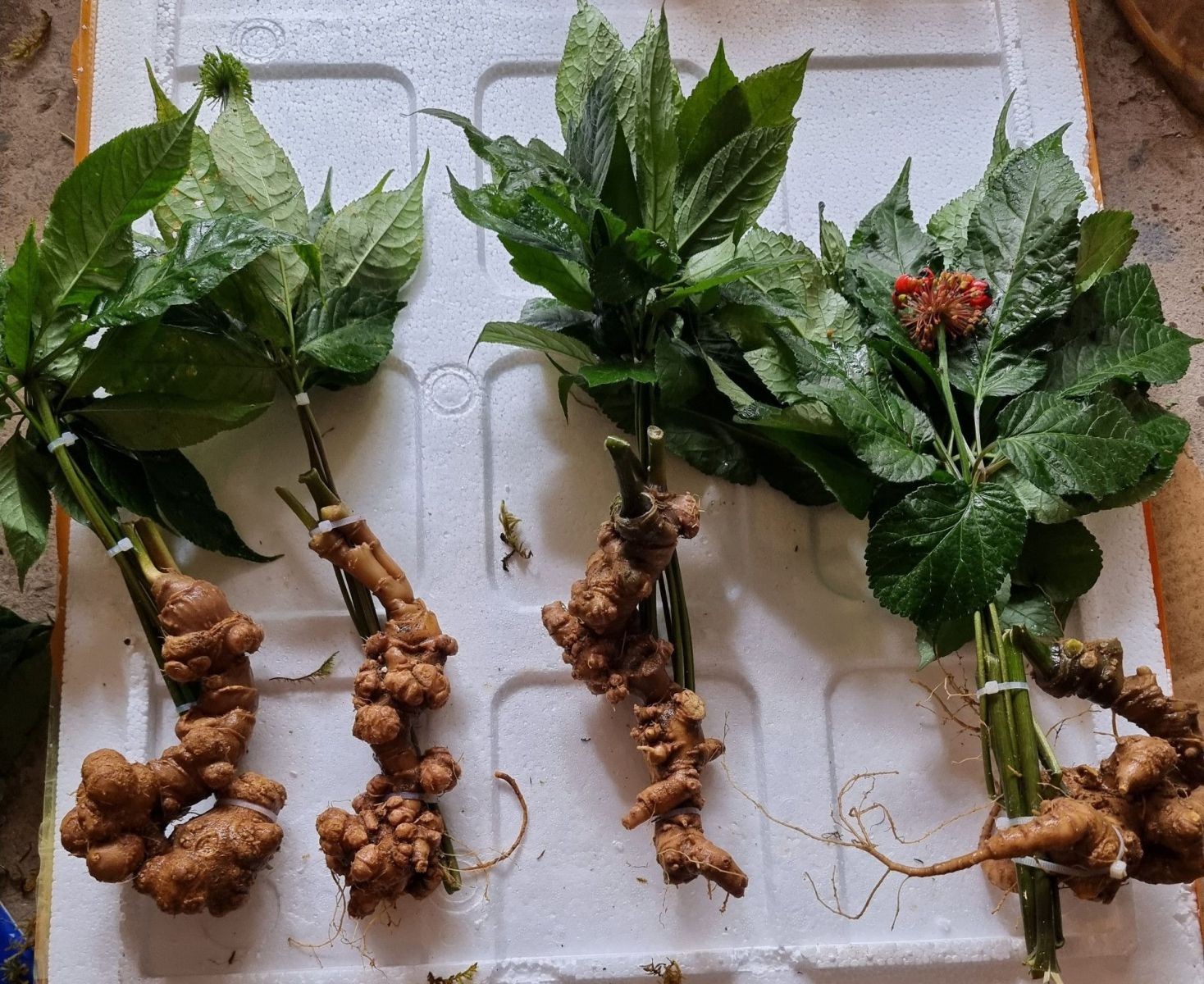 Củ sâm Việt Nam chất lượng cao thu hoạch từ vườn