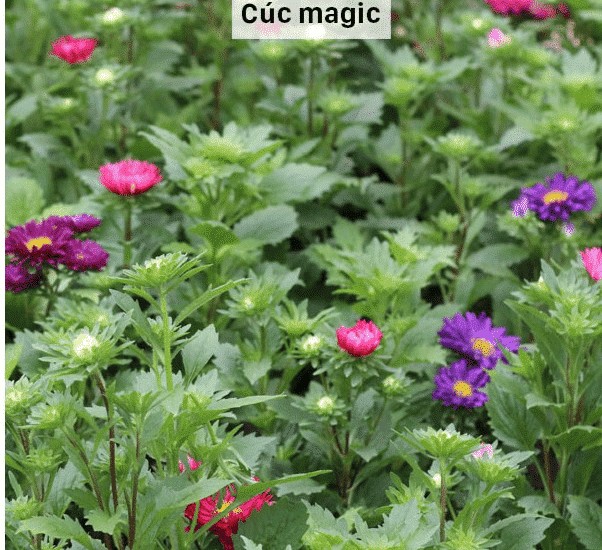 Hoa cúc magic màu tím và hồng đang nở rộ