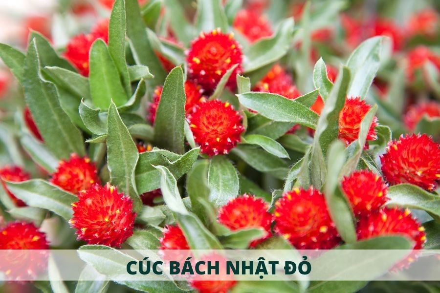 Bông cúc bách nhật màu đỏ tươi