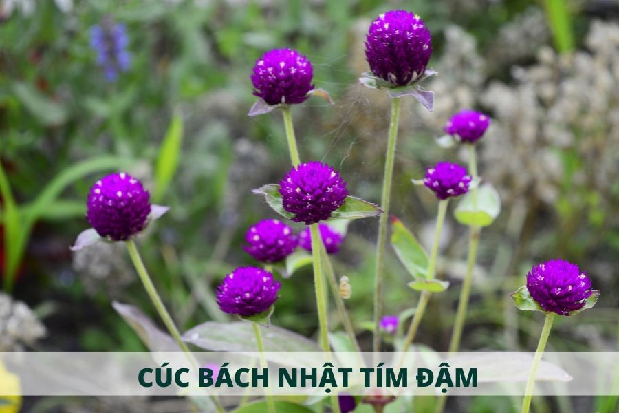 Bông cúc bách nhật tím đậm