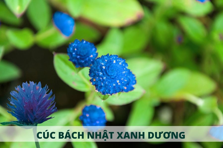 Hoa cúc bách nhật xanh dương độc đáo