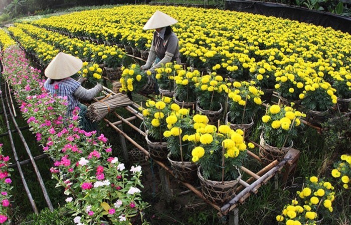 Những bông hoa cúc Tết màu vàng tươi đang được chăm sóc cẩn thận
