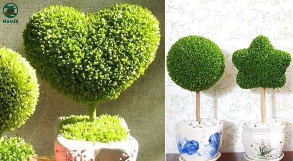 Cung cấp đủ ánh sáng cho cây trồng