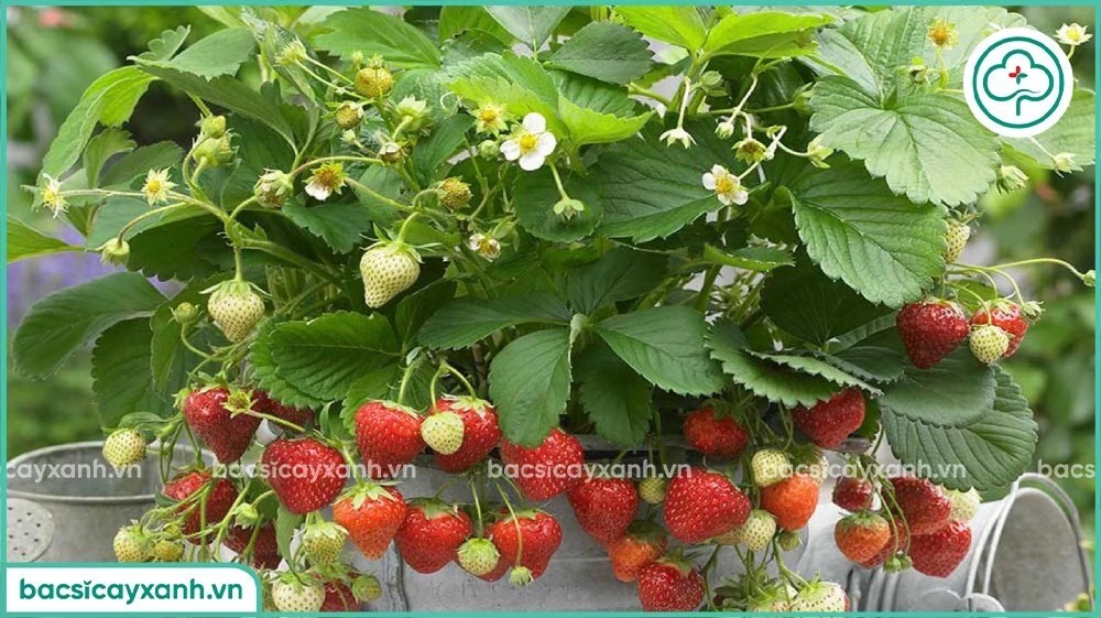 Thời điểm và thời vụ thích hợp để trồng dâu tây từ hạt