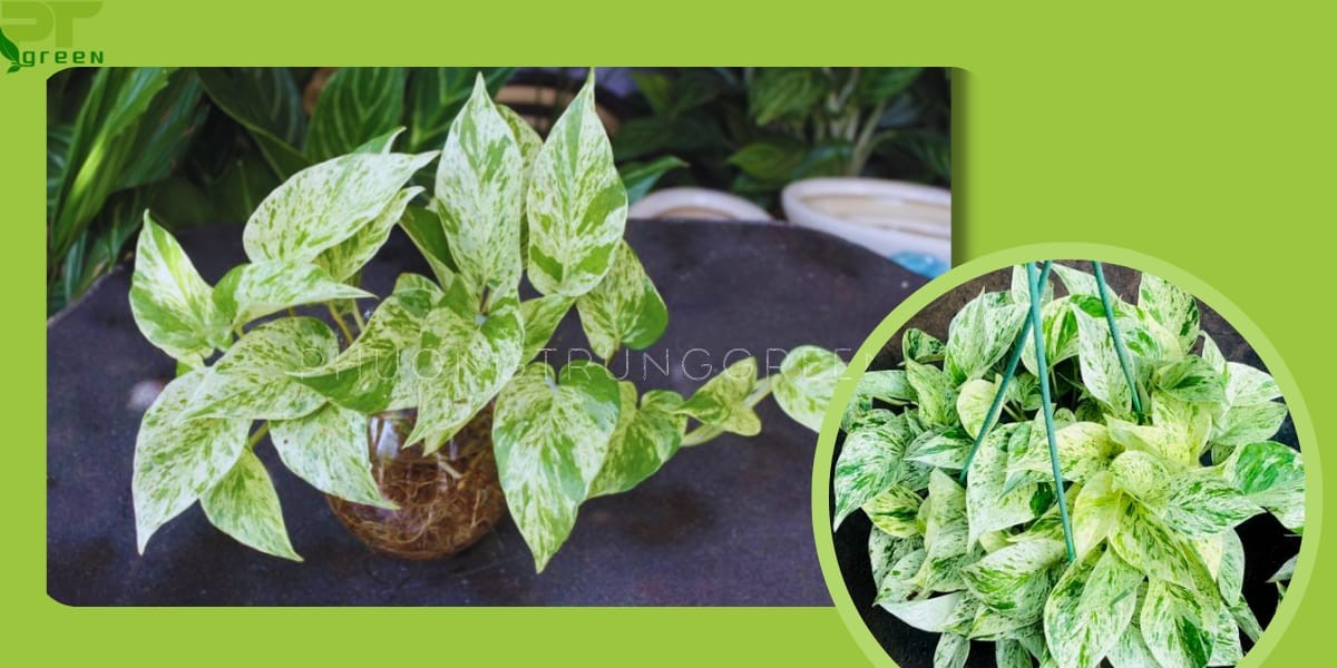 Cây trầu bà sữa lá đốm trắng xanh, mô tả đặc điểm nhận dạng