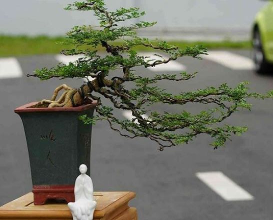 Cây Cần Thăng trưởng thành với thân sần sùi