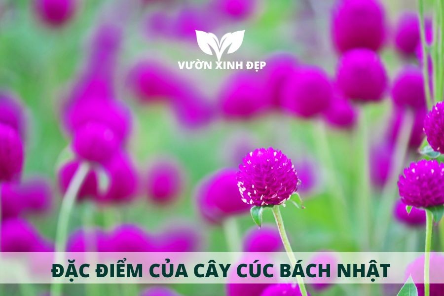 Đặc điểm hình dáng của cây cúc bách nhật