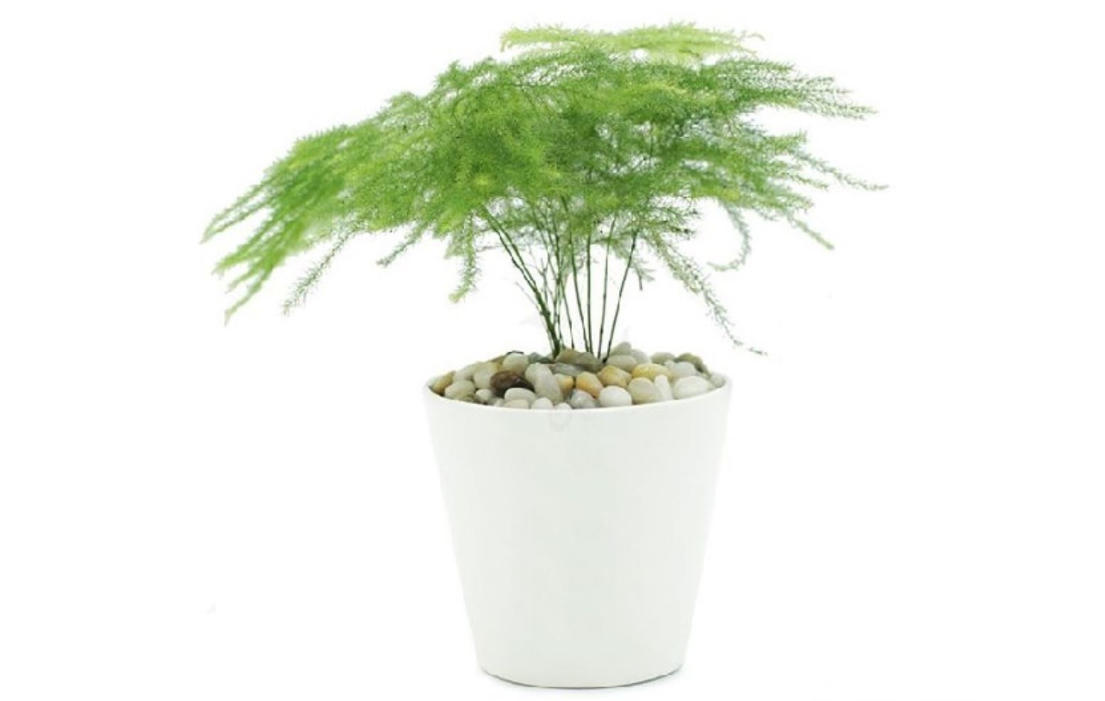 Chọn Chậu và Đất Trồng cho cây Kim Thủy Tùng
