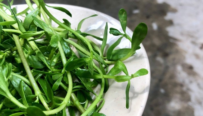 Hình ảnh cận cảnh thân và lá rau đắng, nhận biết đặc điểm cây