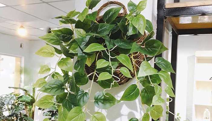 Đặc điểm nhận dạng cây vạn niên thanh leo cột