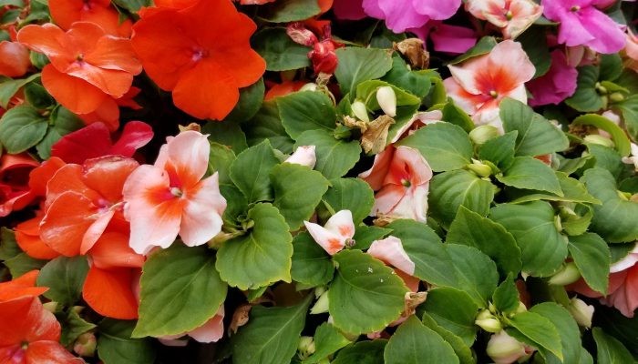 Đặc điểm cây mai địa thảo: bụi nhỏ nhiều nhánh, hoa nhiều màu sắc