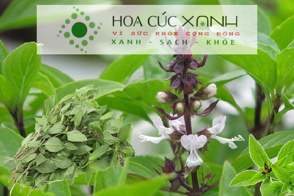 Đặc điểm nhận biết cây rau húng quế tươi xanh