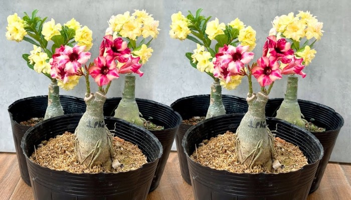 Các loại hoa sứ phổ biến với màu sắc đa dạng