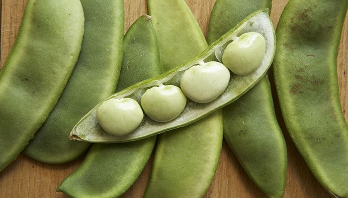 Đặc điểm sinh trưởng của đậu ván - Cây đậu ván thích hợp khí hậu nhiệt đới