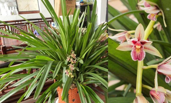 Đặc Điểm Sinh Trưởng Của Lan Kiếm Lô Hội