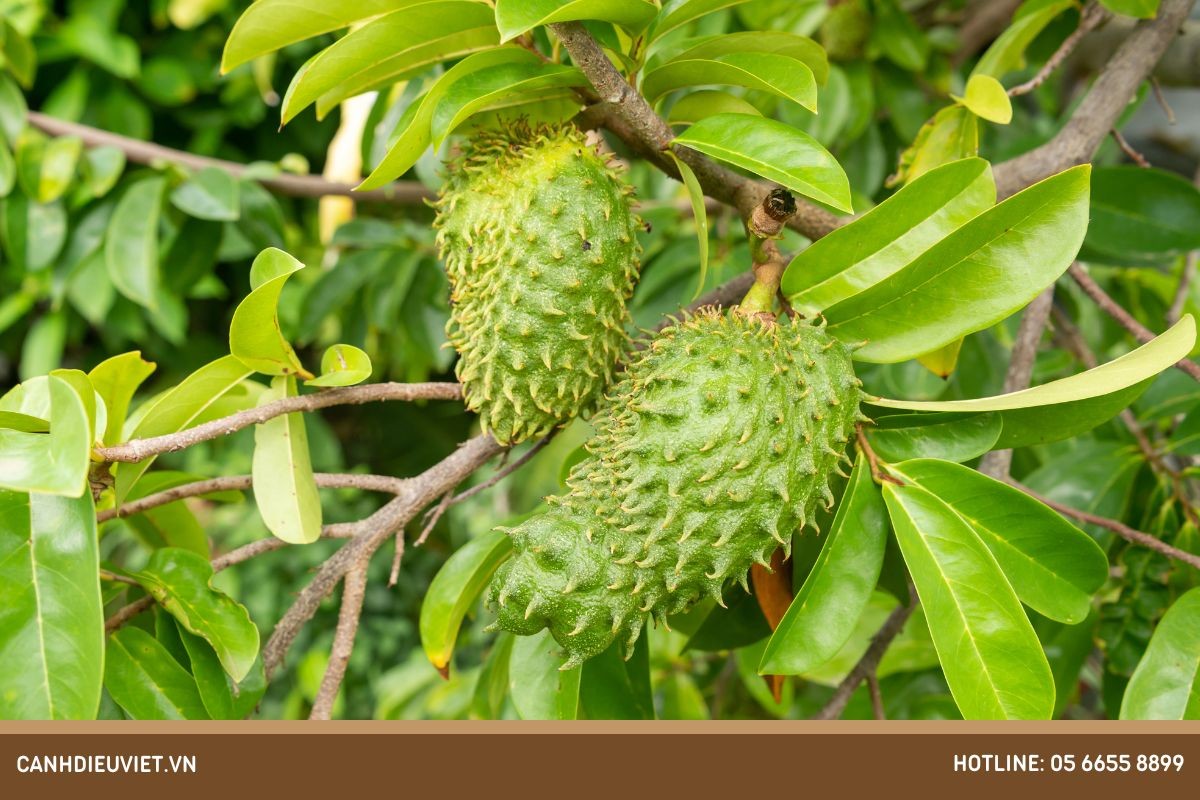 Cây mãng cầu xiêm trưởng thành xanh tốt với quả