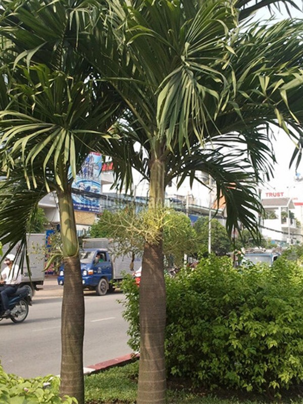 Môi trường sống lý tưởng của cây cau trắng