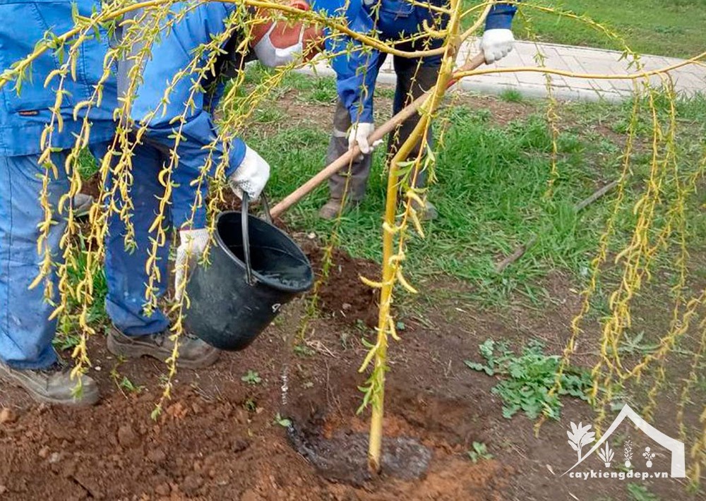 Đào hố đúng kỹ thuật khi trồng cây liễu