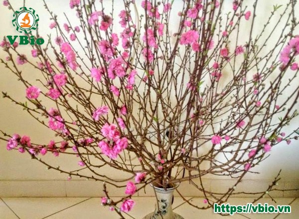 đào tết