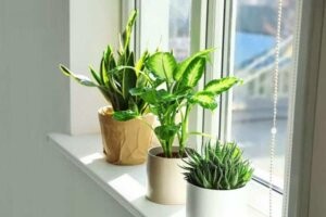 Đặt cây cảnh mini ở vị trí đủ ánh sáng