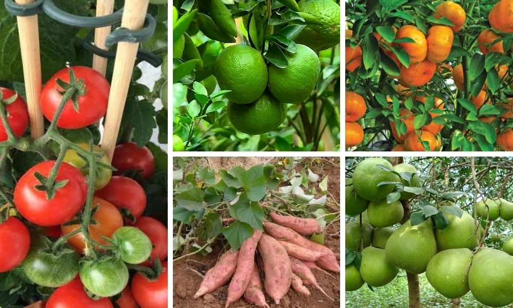Cây ăn trái phát triển trên đất phù sa, ví dụ về sự phù hợp cây trồng theo cách phân loại đất