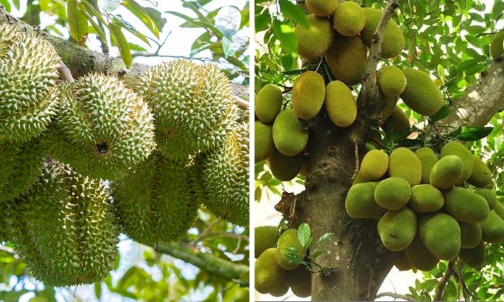 Các loại cây ăn trái thích hợp với đất phù sa, dựa vào đặc điểm trong cách phân loại đất trồng