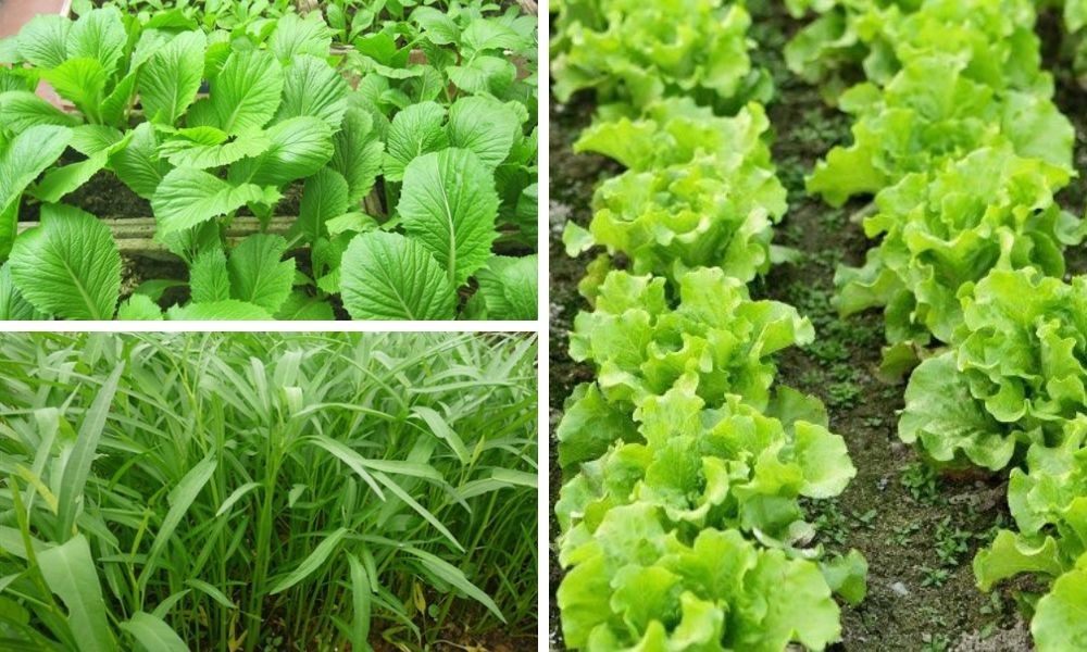 Các loại rau màu trồng trên đất phù sa, thể hiện sự đa dạng khi phân loại đất trồng