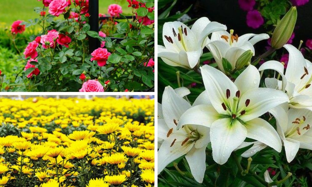 Các loại hoa phù hợp với đất phù sa, ứng dụng của cách phân loại đất trồng