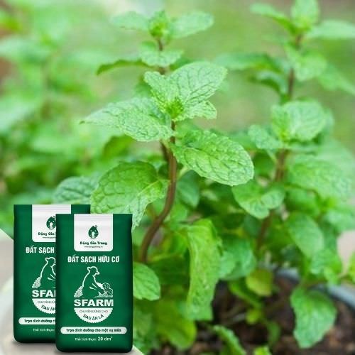 Đất sạch chuyên trồng rau thơm trong chậu tại nhà