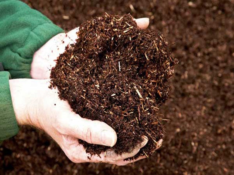 Đất tơi xốp chuẩn bị trồng cây chuỗi vàng