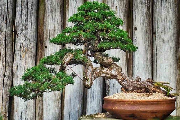 Đất trồng cây bonsai sau khi đã phối trộn đúng cách