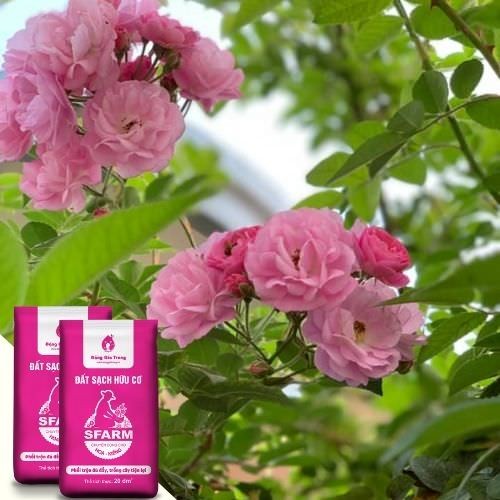 Đất trồng tơi xốp, giàu dinh dưỡng cho cây tầm xuân