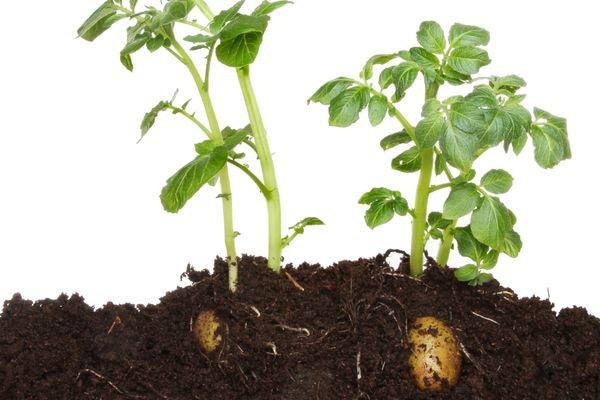 Chuẩn bị đất trồng tơi xốp cho khoai tây trong chậu