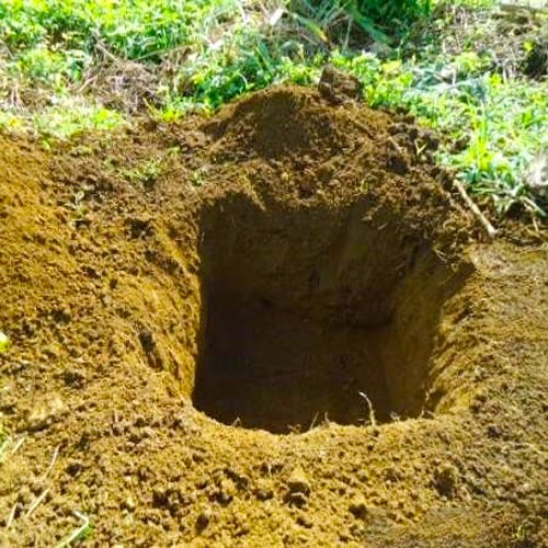Vị trí và đất trồng thích hợp cho cây táo tàu