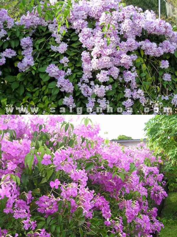 Cách trồng lan dây ánh hồng làm hàng rào đẹp