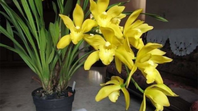 Địa lan Hương Cát Cát với lá dài và bông hoa màu vàng nổi bật