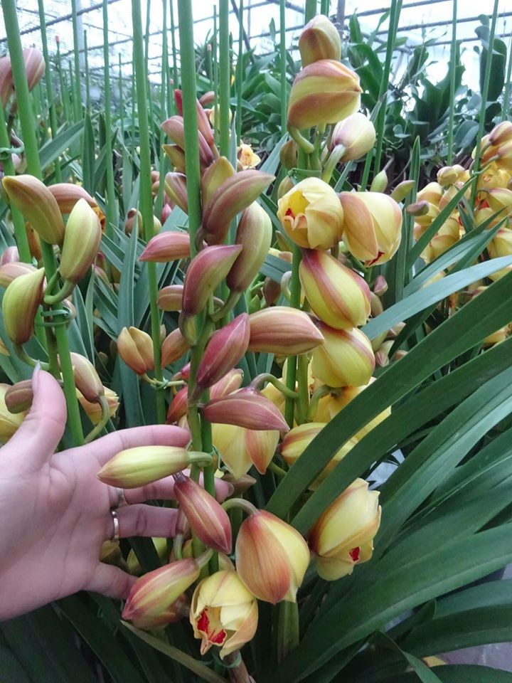 Rửa sạch rễ lan Sato trước khi trồng lại