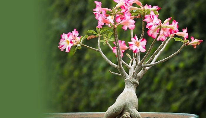 Kỹ thuật điều khiển ra hoa cho cây hoa sứ