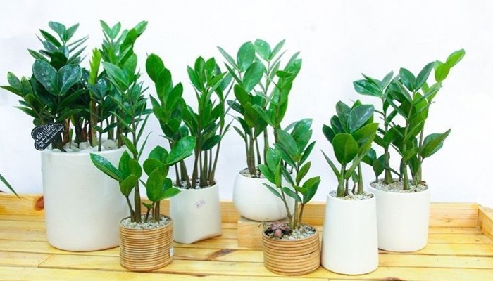 Tổng quan về cây tài lộc Kim Tiền và ý nghĩa phong thủy