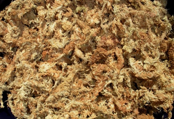 Dớn mềm (sphagnum moss) dùng làm chất trồng cho hồ điệp cấy mô