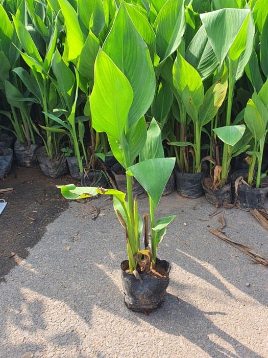 Cây dong riềng giống trồng sẵn trong bầu đất