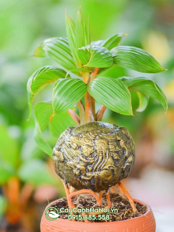 Một mẫu cây dừa bonsai tạo dáng đẹp và ấn tượng