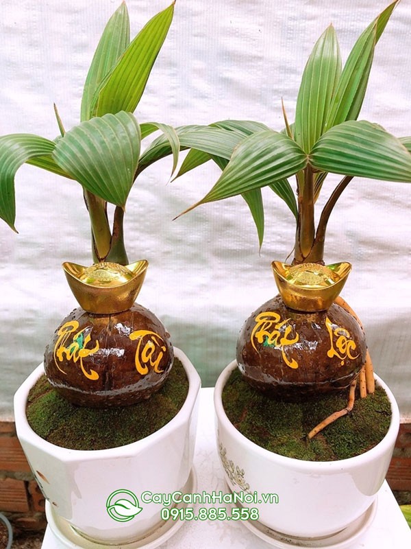Gáo dừa bonsai khắc chữ trang trí đẹp mắt