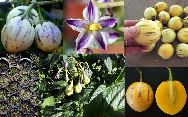 Dưa pepino hay còn có tên gọi khác là dưa hấu Nam Mỹ với hình dạng độc đáo