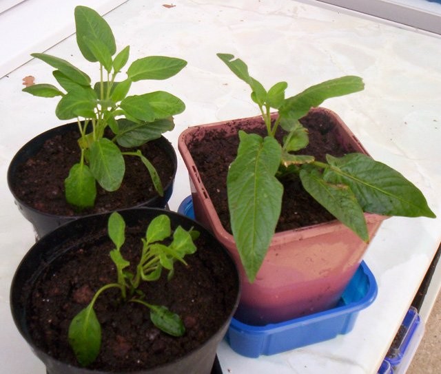 Cây dưa pepino có khả năng chịu nhiệt độ từ -2 độ C đến 29 độ C