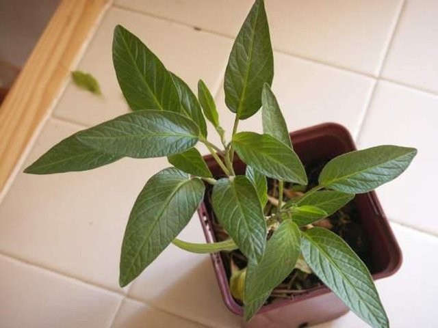 Dưa pepino có thể trồng hiệu quả trong chậu hoặc nhà kính